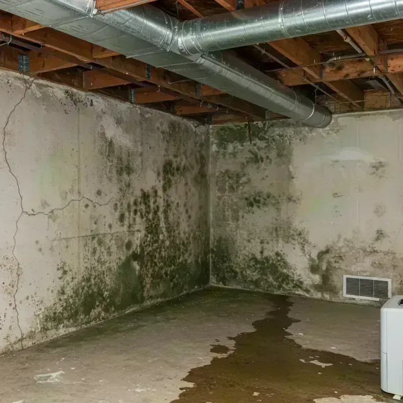 Professional Mold Removal in Aurora, NE